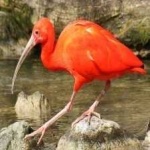 image of bird