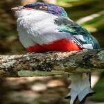 image of cuban_trogon #1