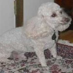image of poodle #1
