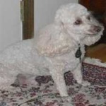 image of animal