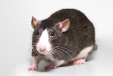 image of rat #22