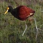 image of northern_jacana