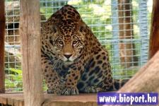 image of jaguar_car
