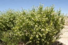 image of bush