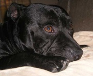 image of staffordshire_bullterrier