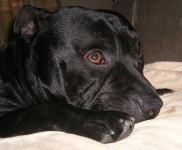 image of staffordshire_bullterrier #32