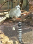 image of madagascar_cat