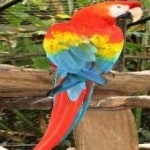 image of bird