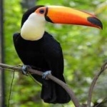 image of bird