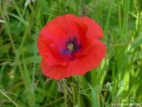 image of flower