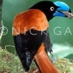 image of bird