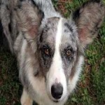 image of animal