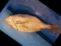 image of red_sea_bream #23