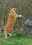 image of tiger_cat