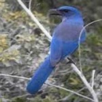 image of bird