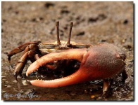 image of fiddler_crab