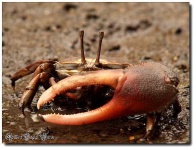 image of fiddler_crab #17