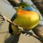 image of bird