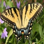 image of butterfly #16