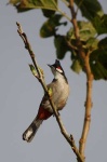 image of bulbul
