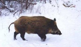 image of hog