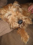 image of irish_terrier
