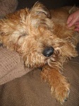 image of irish_terrier #1