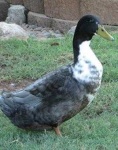 image of animal