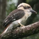 image of kookaburra