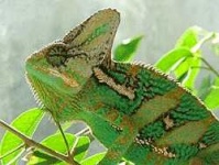 image of african_chameleon