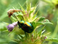image of leaf_beetle