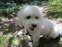 image of animal