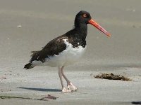 image of oystercatcher