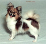 image of papillon