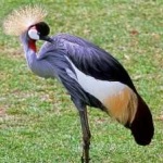 image of bird
