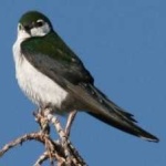 image of bird