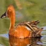 image of bird