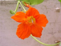 image of flower