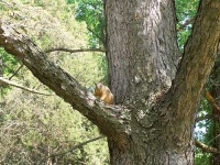 image of fox_squirrel