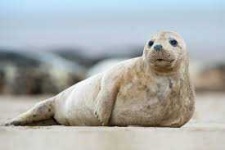 image of animal