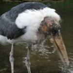 image of bird