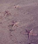 image of starfish
