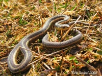 image of garter_snake