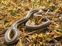 image of garter_snake #17