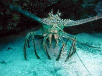 image of spiny_lobster
