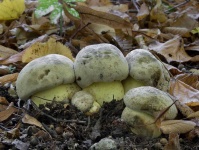 image of mushrooms