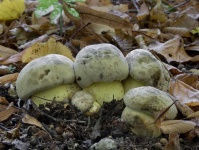 image of boletus #28