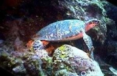 image of hawksbill
