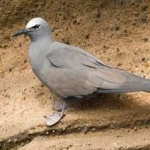 image of bird