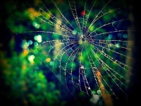 image of spider_web